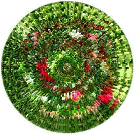 Pin de ropa Adormidera - Papaver somniferum 2